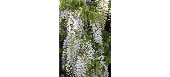 Wisteria floribunda 'Alba'