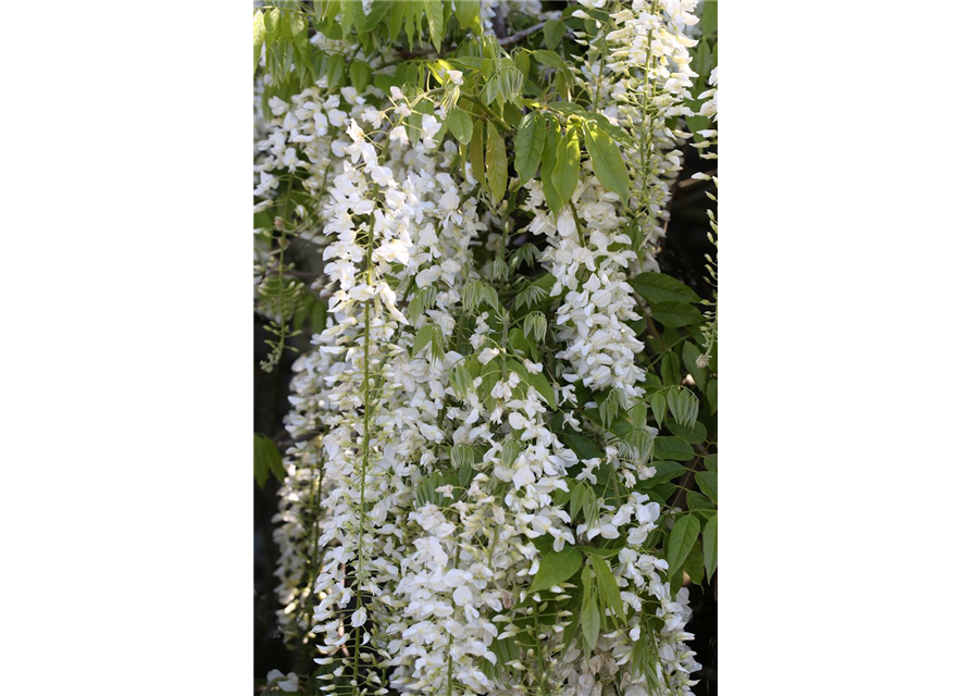 Wisteria floribunda 'Alba'