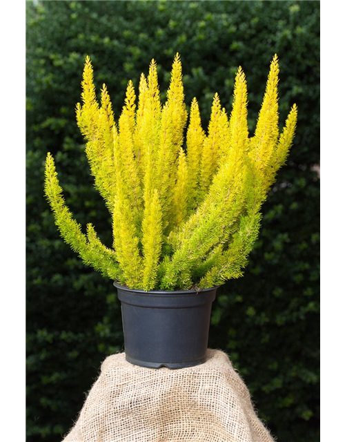 Erica arborea 'Albert's Gold'