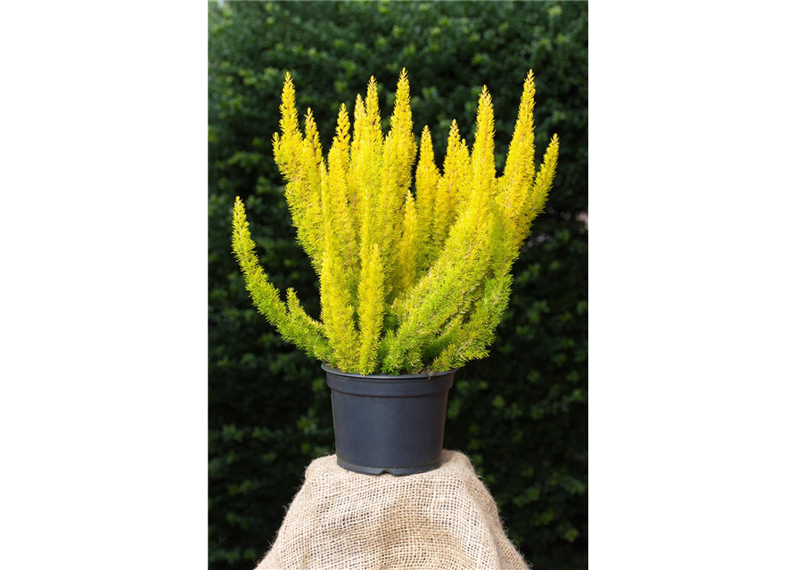 Erica arborea 'Albert's Gold'