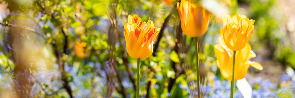 Tulpen im Beet