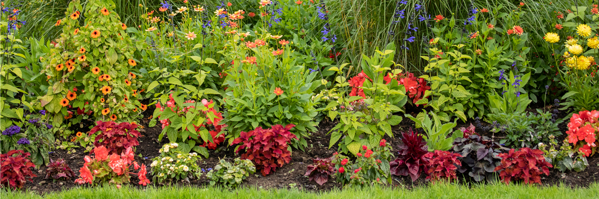 Sommergarten - Blumenbeet