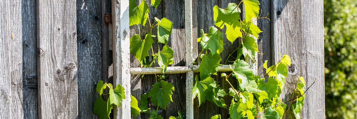 Vitis vinifera