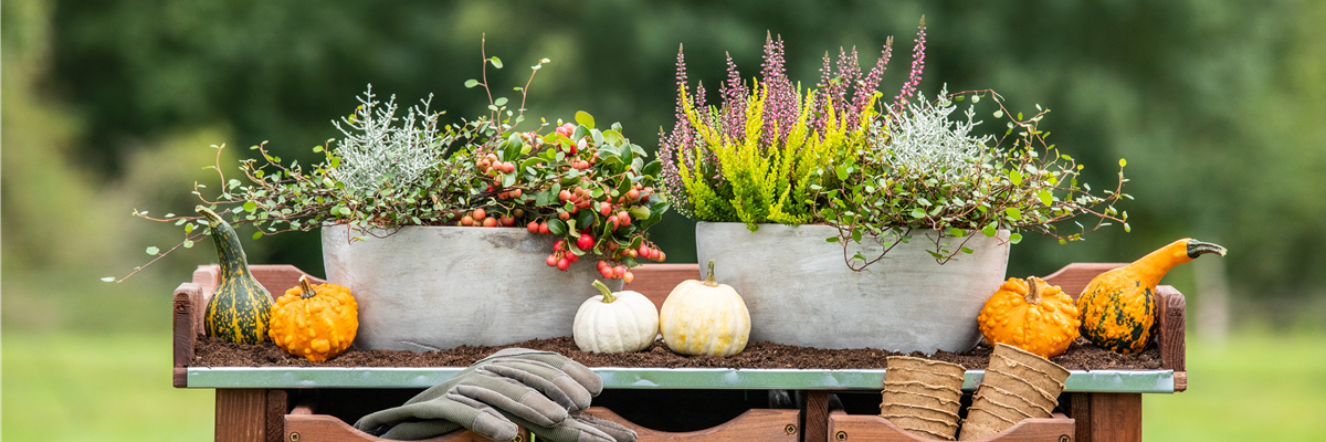 Pflanzgefäße im Herbst - Ambiente