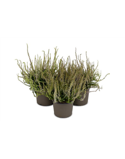 Calluna vulgaris Gardengirls® 'Herbstlavendel'