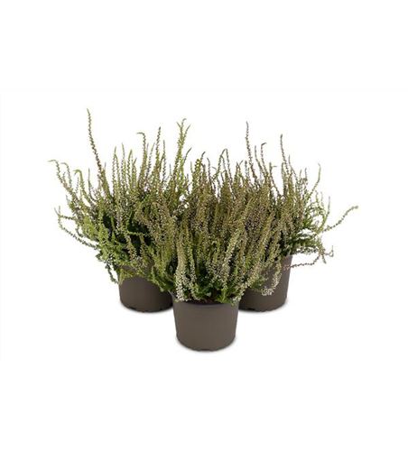 Calluna vulgaris Gardengirls® 'Herbstlavendel'