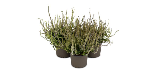 Calluna vulgaris Gardengirls® 'Herbstlavendel'