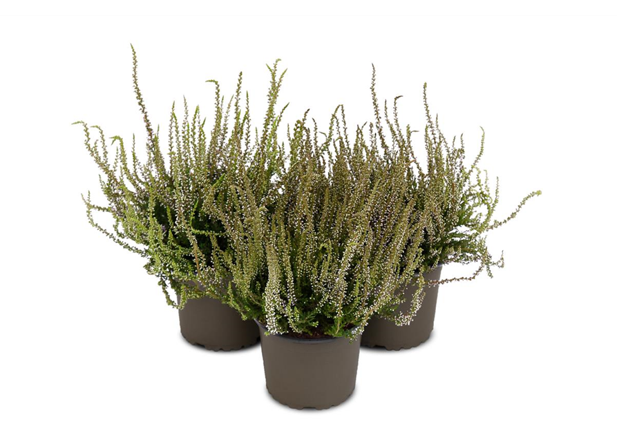 Calluna vulgaris Gardengirls® 'Herbstlavendel'