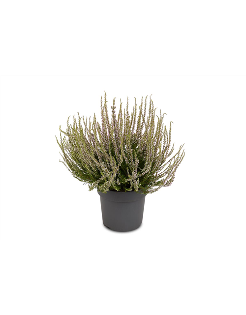 Calluna vulgaris Gardengirls® 'Herbstlavendel'