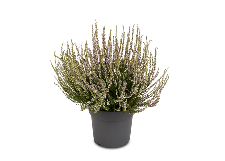 Calluna vulgaris Gardengirls® 'Herbstlavendel'