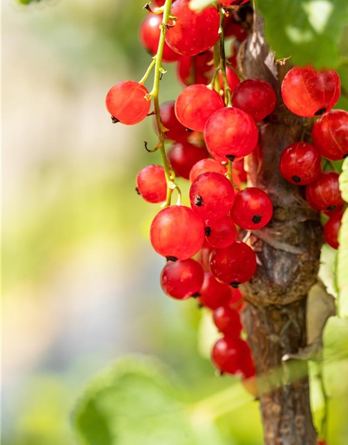 R Ribes rubrum 'Jonkheer van Tets' CAC