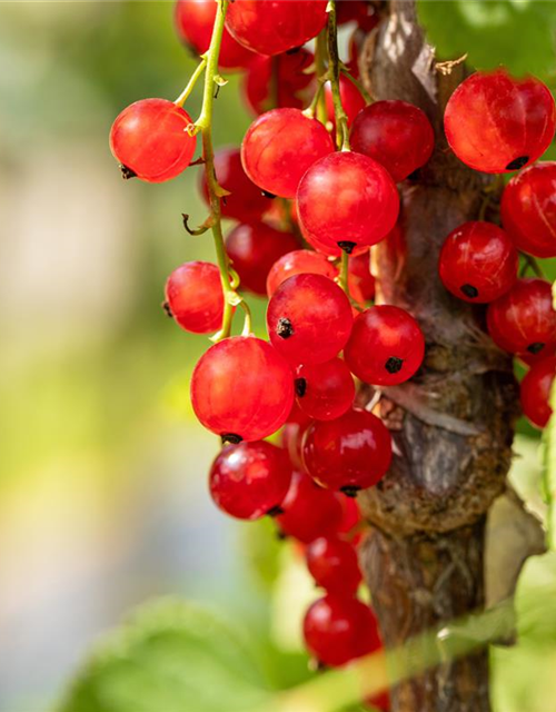 R Ribes rubrum 'Jonkheer van Tets' CAC