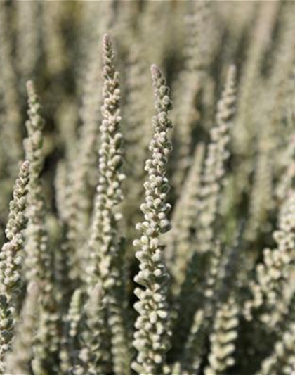 Calluna vulgaris Gardengirls® 'Fluffy'