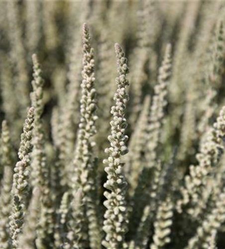 Calluna vulgaris Gardengirls® 'Fluffy'