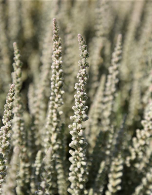 Calluna vulgaris Gardengirls® 'Fluffy'