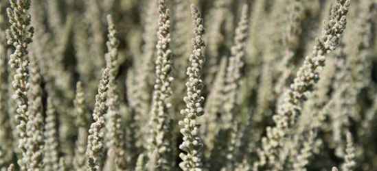 Calluna vulgaris Gardengirls® 'Fluffy'