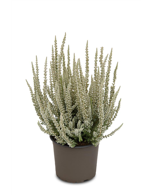 Calluna vulgaris Gardengirls® 'Fluffy'