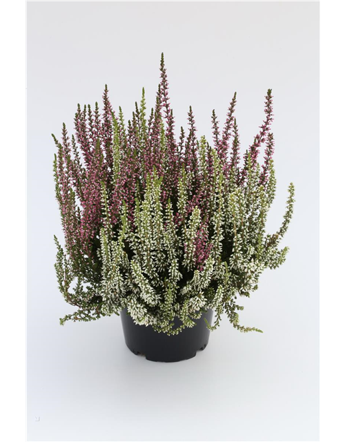 Calluna vulgaris Gardengirls® 'Twingirls'®