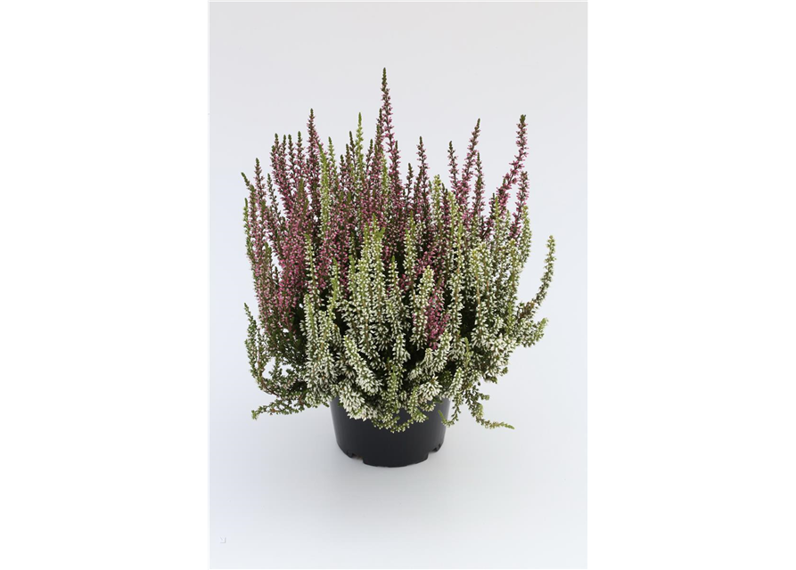 Calluna vulgaris Gardengirls® 'Twingirls'®