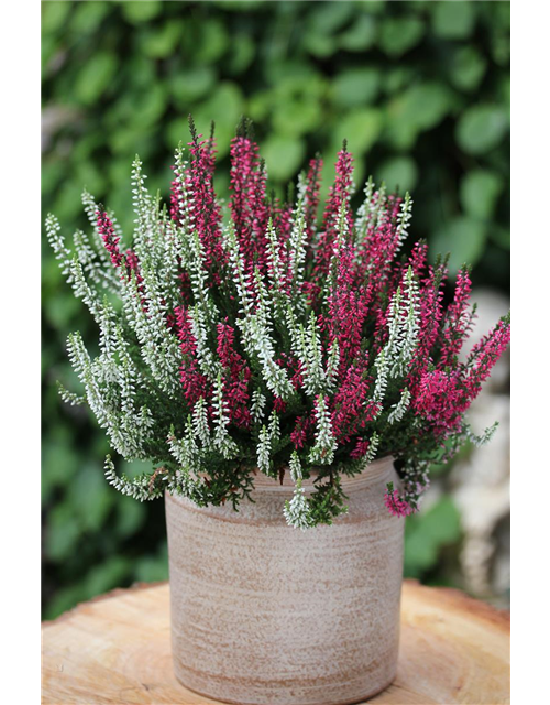 Calluna vulgaris Gardengirls® 'Twingirls'®