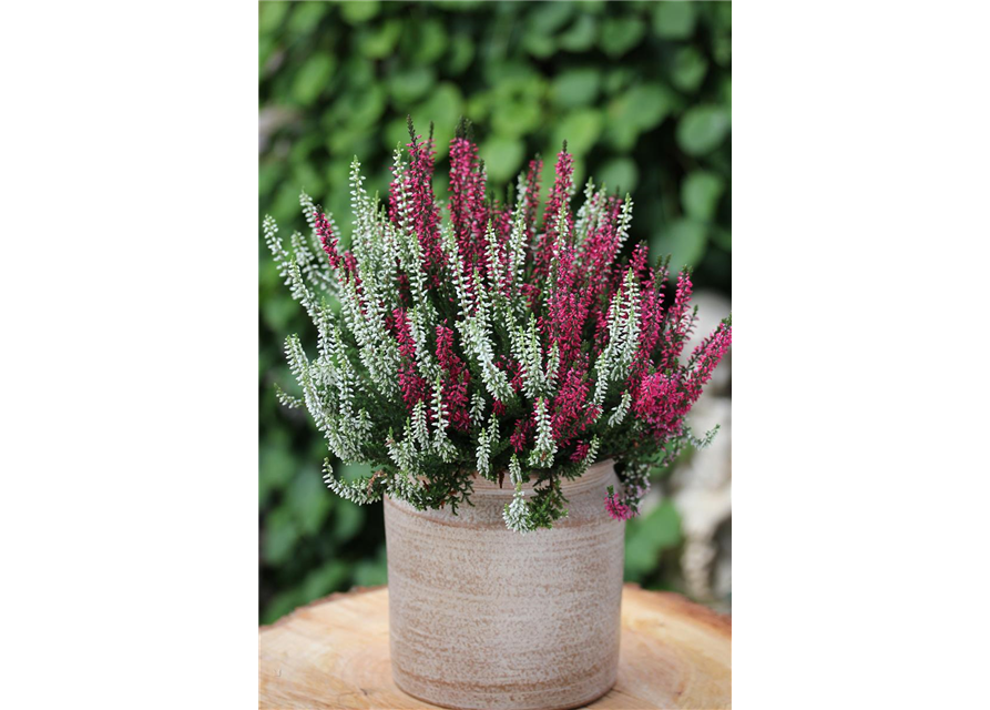 Calluna vulgaris Gardengirls® 'Twingirls'®