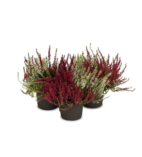 Calluna vulgaris Gardengirls® 'Twingirls'®