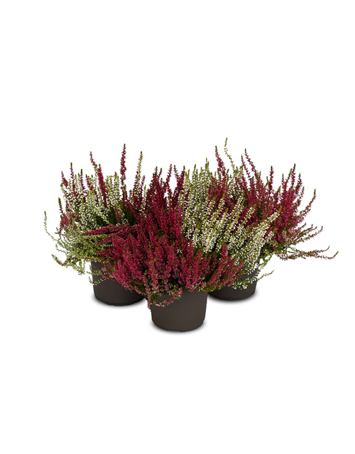 Calluna vulgaris Gardengirls® 'Twingirls'®