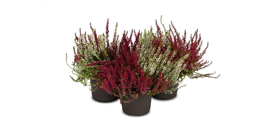 Calluna vulgaris Gardengirls® 'Twingirls'®