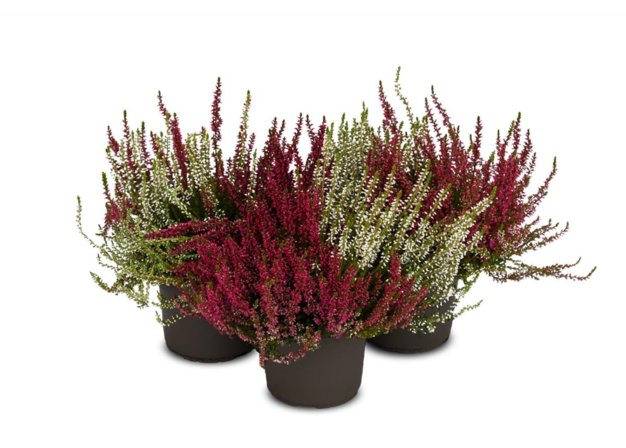 Calluna vulgaris Gardengirls® 'Twingirls'®