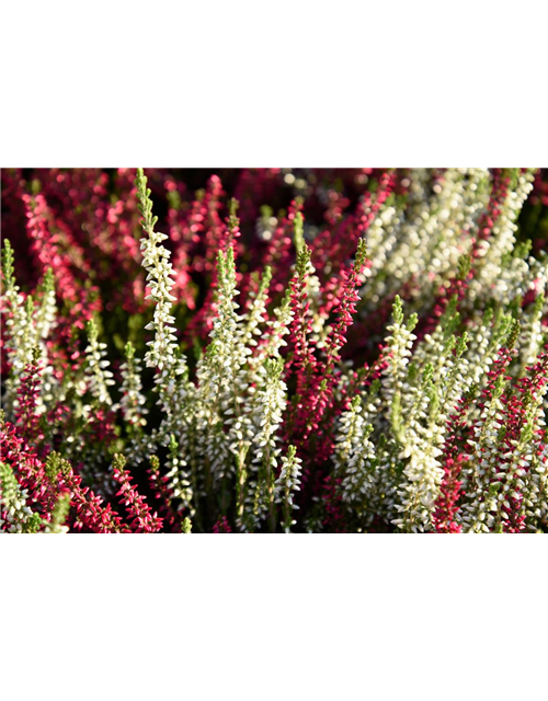 Calluna vulgaris Gardengirls® 'Twingirls'®