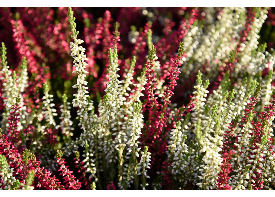 Calluna vulgaris Gardengirls® 'Twingirls'®