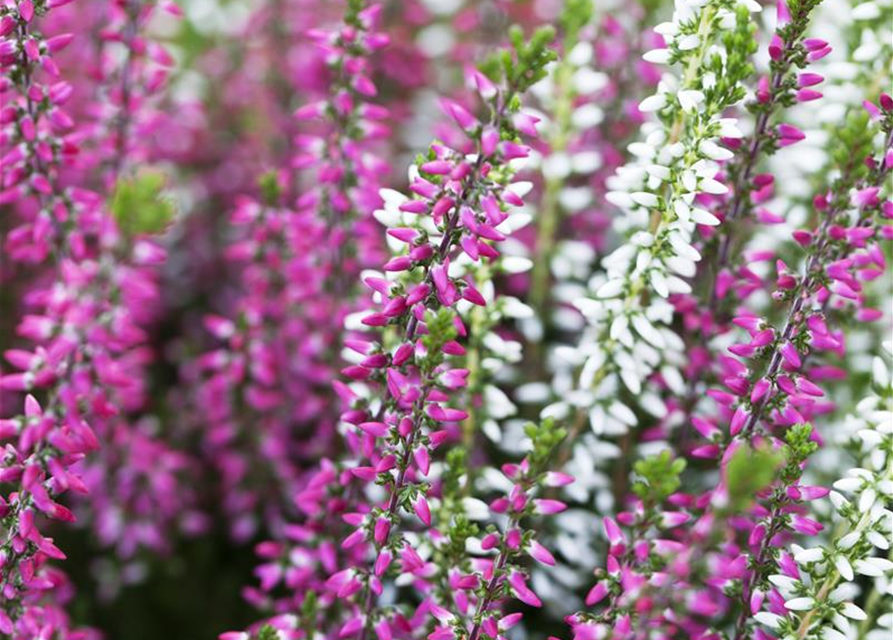 Calluna vulgaris Gardengirls® 'Twingirls'®