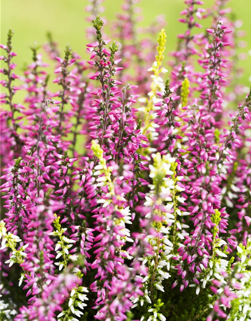 Calluna vulgaris Gardengirls® 'Twingirls'®