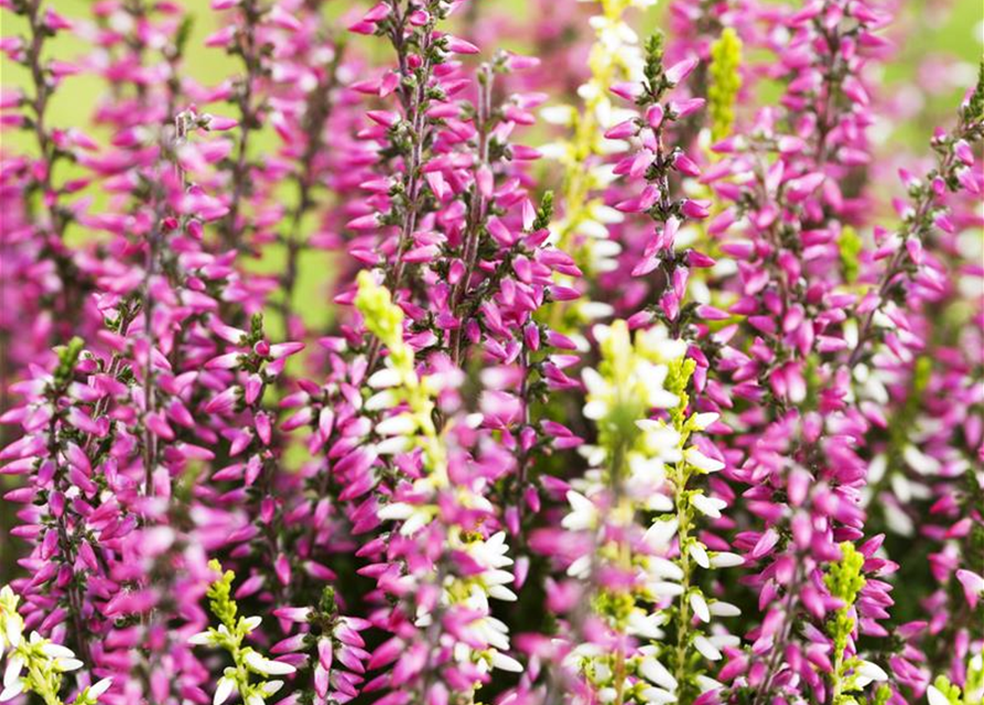 Calluna vulgaris Gardengirls® 'Twingirls'®