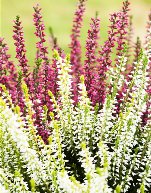 Calluna vulgaris Gardengirls® 'Twingirls'®