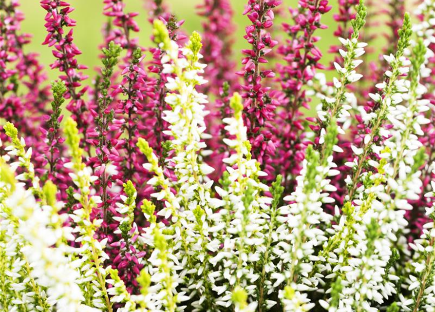 Calluna vulgaris Gardengirls® 'Twingirls'®