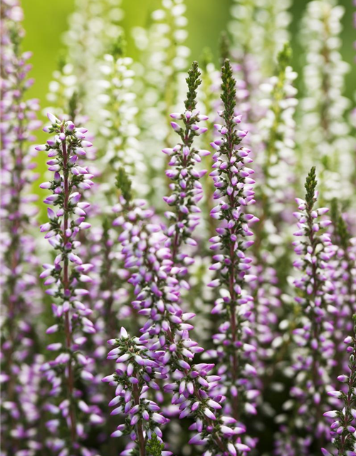 Calluna vulgaris Gardengirls® 'Twingirls'®