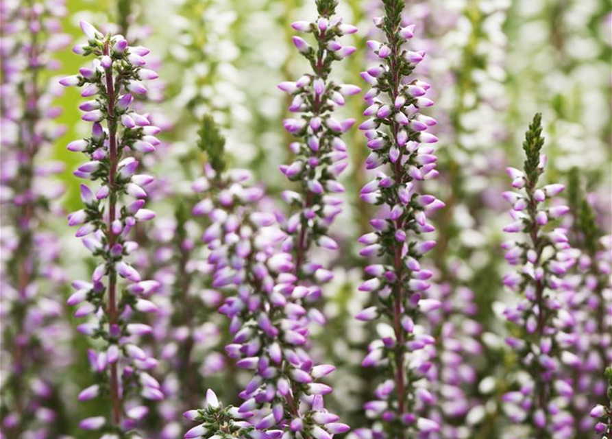 Calluna vulgaris Gardengirls® 'Twingirls'®