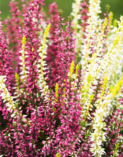 Calluna vulgaris Gardengirls® 'Twingirls'®