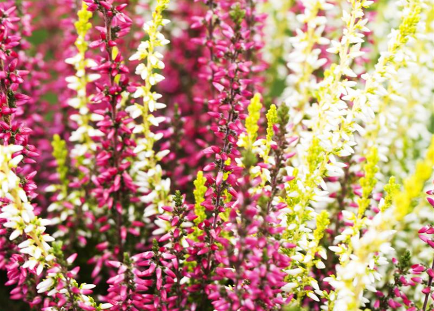 Calluna vulgaris Gardengirls® 'Twingirls'®