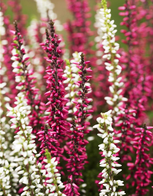 Calluna vulgaris Gardengirls® 'Twingirls'®