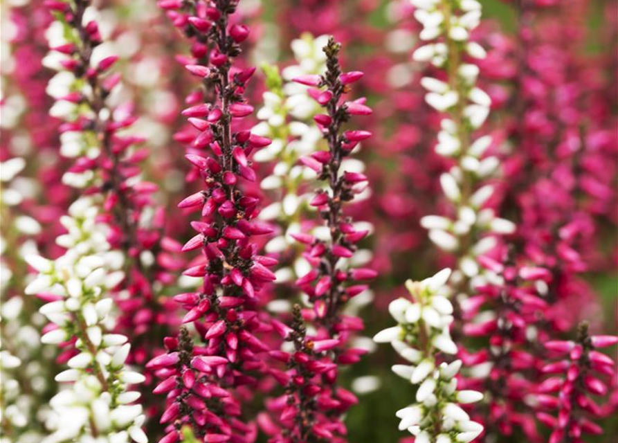 Calluna vulgaris Gardengirls® 'Twingirls'®