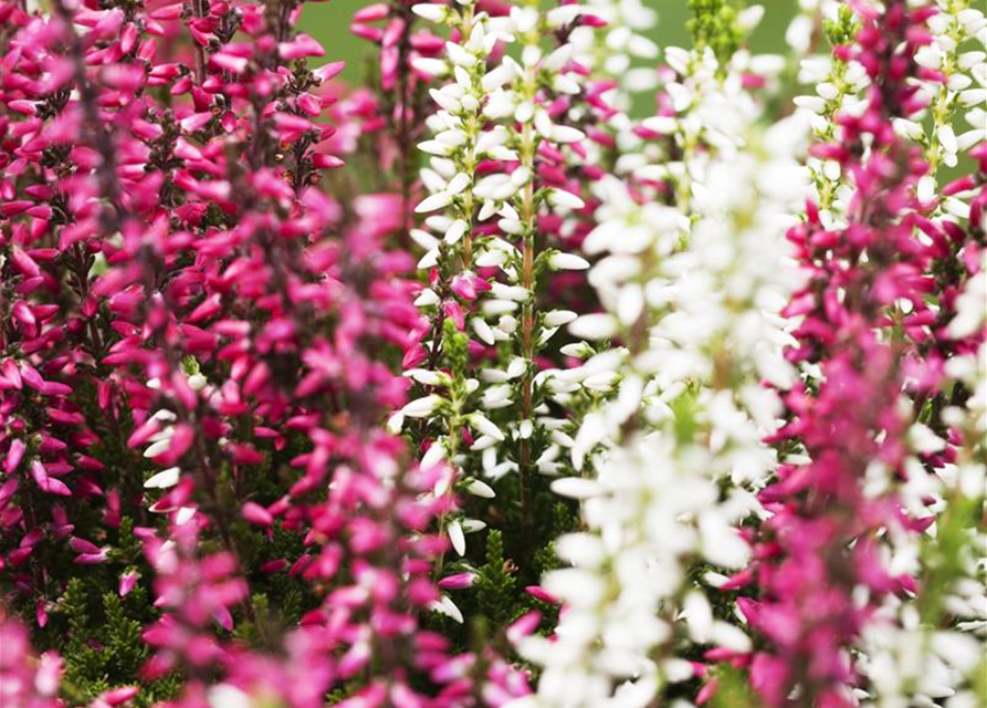 Calluna vulgaris Gardengirls® 'Twingirls'®