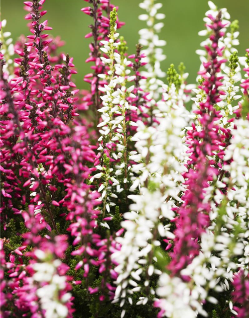 Calluna vulgaris Gardengirls® 'Twingirls'®