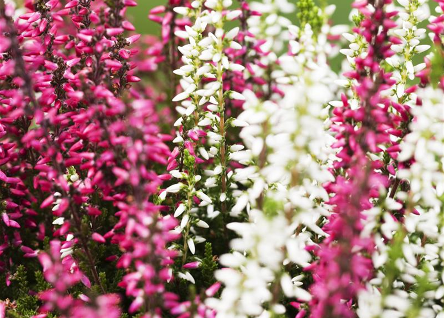 Calluna vulgaris Gardengirls® 'Twingirls'®