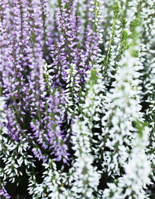 Calluna vulgaris Gardengirls® 'Twingirls'®