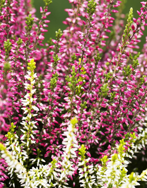 Calluna vulgaris Gardengirls® 'Twingirls'®