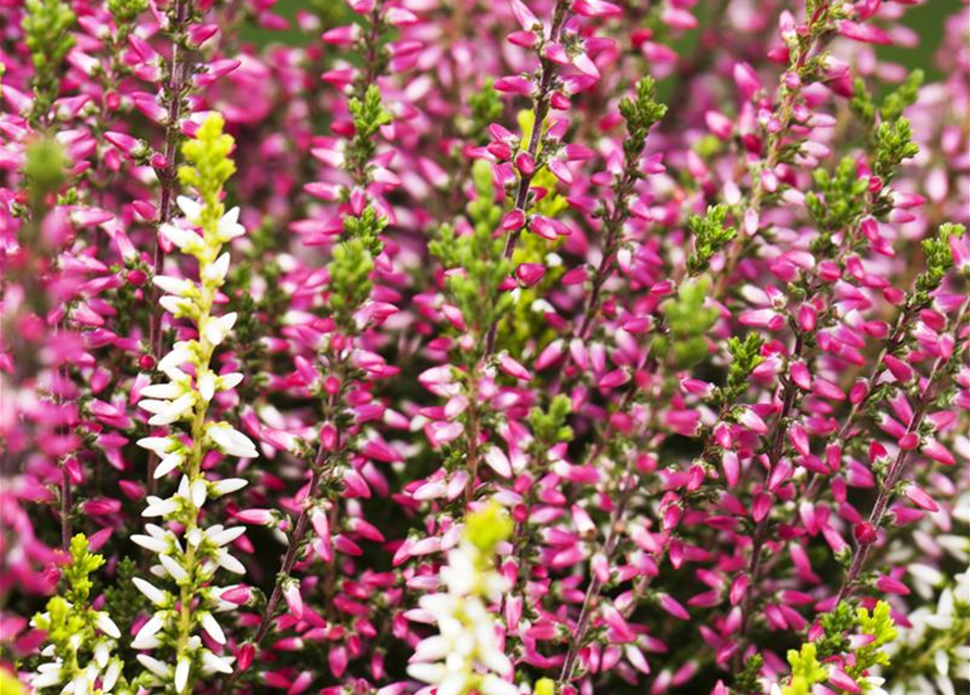 Calluna vulgaris Gardengirls® 'Twingirls'®