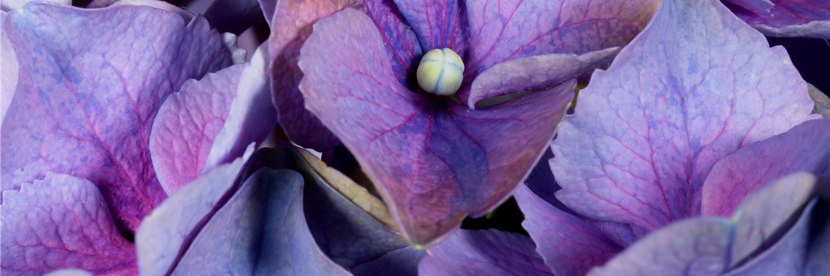 Hydrangea macrophylla, blau