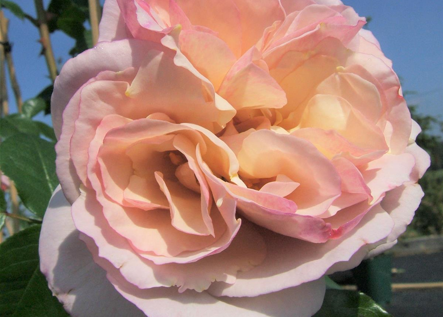 Strauchrose 'Herkules'®